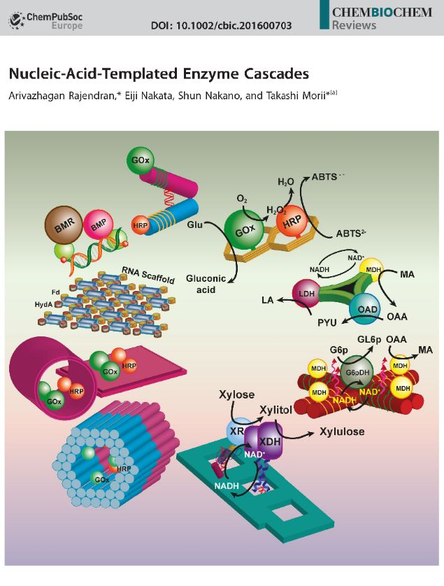 レビューNucleic-Acid-Templated Enzyme CascadesのChemBioChemハイライト